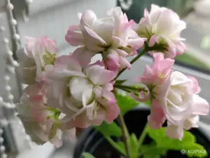 Герань 'April Snow',-молодые кустики
