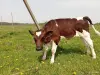 Бычок - Вся Беларусь - 249266 - Доска объявлений Kupika.by - Фото 3