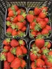 Продаём вкусную свежую клубнику - Вся Беларусь - 248663 - Доска объявлений Kupika.by - Фото 2
