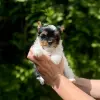 Бивер йоркширский терьер - Вся Беларусь - 249311 - Доска объявлений Kupika.by - Фото 4