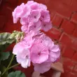 Наталия
