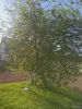 Земельный участок в СТ Исса. - Вся Беларусь - 250334 - Доска объявлений Kupika.by - Фото 11