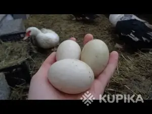 Инкубационное  яйцо индоутки