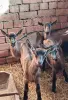 Коза альпийской породы - Вся Беларусь - 249119 - Доска объявлений Kupika.by - Фото 2