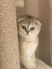 Золотые шиншиллы - Шарковщина - 249010 - Доска объявлений Kupika.by
