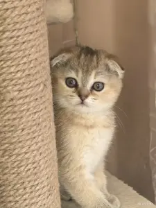 Золотые шиншиллы