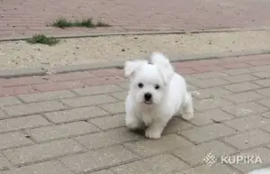 Мальтезе с родословной