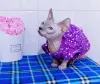 Канадский сфинкс кошка - Вся Беларусь - 250521 - Доска объявлений Kupika.by - Фото 2