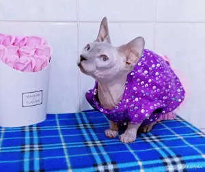 Канадский сфинкс кошка