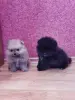 Щенки померанского шпица - Вся Беларусь - 249208 - Доска объявлений Kupika.by - Фото 4