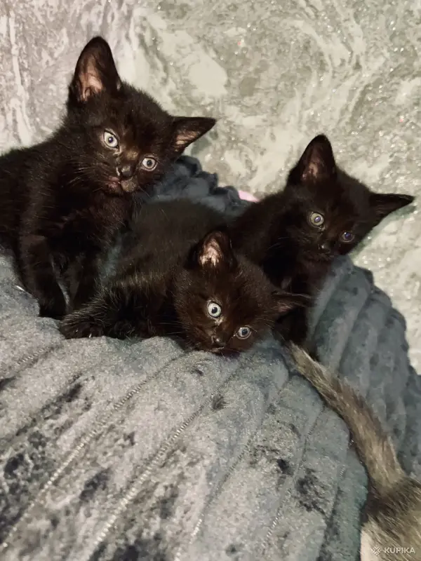 Кошки - Замечательные котята в добрые руки - Вся Беларусь - Фото 3 Замечательные котята в добрые руки - Вся Беларусь - 250313 - Доска объявлений Kupika.by - Фото 3