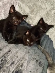 Замечательные котята в добрые руки