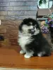 Девочки в типе мишка - Вся Беларусь - 249433 - Доска объявлений Kupika.by - Фото 3