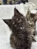Кошки - Мейн-Кун котята - Вся Беларусь - Фото 10 Мейн-Кун котята - Вся Беларусь - 248534 - Доска объявлений Kupika.by - Фото 10