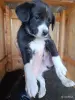 Щеночки в добрые руки - Вся Беларусь - 248395 - Доска объявлений Kupika.by - Фото 3