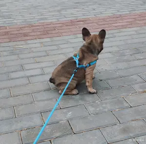 Щенок французского бульдога, девочка