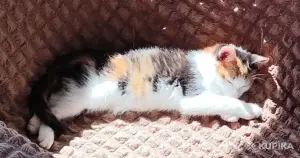 Котёнок