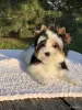 Бивер Йорк - Вся Беларусь - 248818 - Доска объявлений Kupika.by - Фото 2