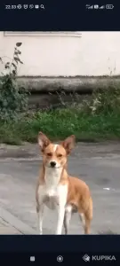Собака в дар