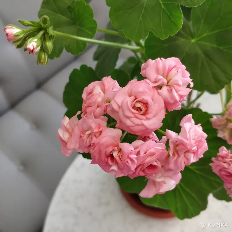 Розебудная герань Antique Rose,-молодые кустики - Вся Беларусь - 247875 - Доска объявлений Kupika.by - Фото 5