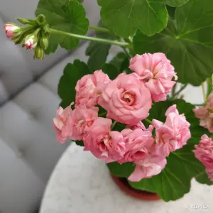 Розебудная герань Antique Rose,-молодые кустики