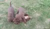 Чисто кровные щенки шоколадного лабродора - Вся Беларусь - 247704 - Доска объявлений Kupika.by - Фото 4