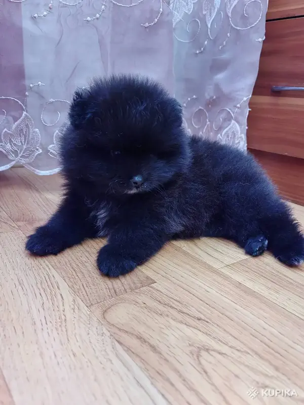 Мальчик померанского шпица