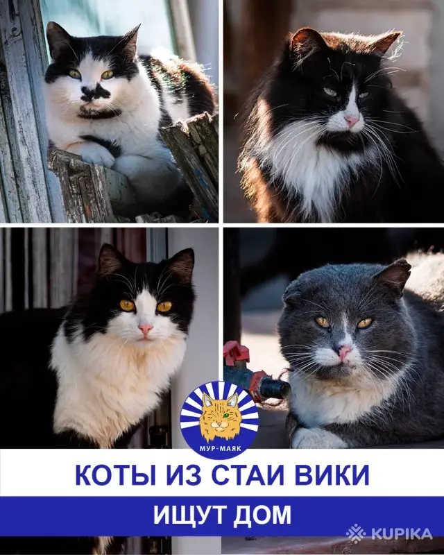 Стая Вики - котики ждут своих хозяев