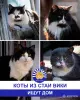 Стая Вики - котики ждут своих хозяев - Вся Беларусь - 248113 - Доска объявлений Kupika.by