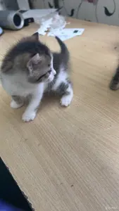 Животные