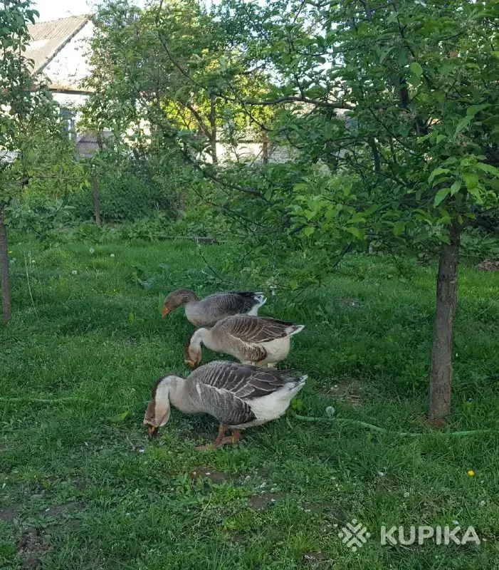 Гуси семья гусей - Вся Беларусь - 249252 - Доска объявлений Kupika.by - Фото 2