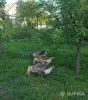 Гуси семья гусей - Вся Беларусь - 249252 - Доска объявлений Kupika.by - Фото 2