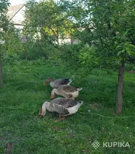 Гуси семья гусей