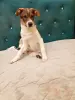 Щенки - Вся Беларусь - 247678 - Доска объявлений Kupika.by - Фото 5