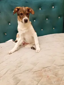 Щенки