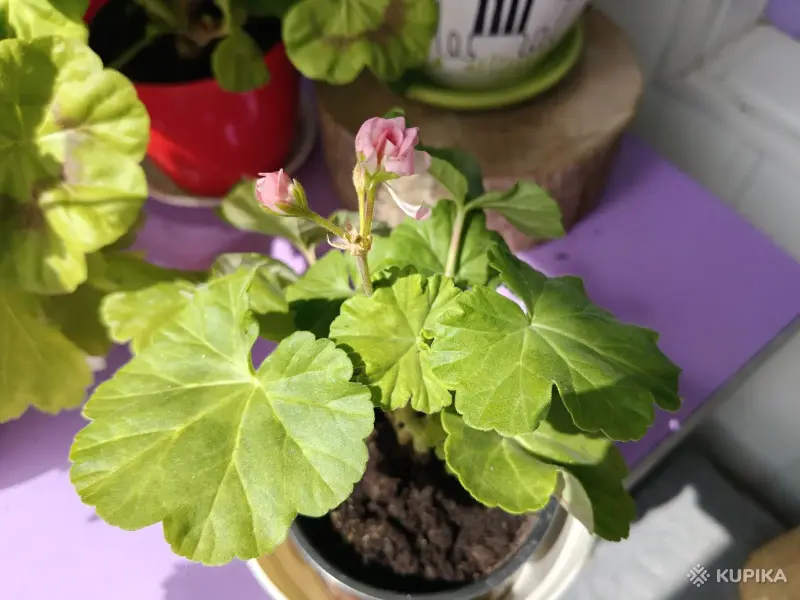 Розебудная цветущая герань Antique Rose - Вся Беларусь - 250216 - Доска объявлений Kupika.by - Фото 9