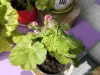 Розебудная цветущая герань Antique Rose - Вся Беларусь - 250216 - Доска объявлений Kupika.by - Фото 9