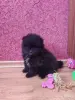 Собаки - Мальчик померанского шпица - Вся Беларусь - Фото 5 Мальчик померанского шпица - Вся Беларусь - 249225 - Доска объявлений Kupika.by - Фото 5