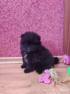 Мальчик померанского шпица