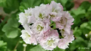 Герань 'April Snow',-молодые кустики