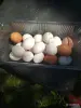 Сельскохозяйственные животные - домашние куриные яйца молодых кур - несушек - Вся Беларусь - Фото 2 домашние куриные яйца молодых кур - несушек - Вся Беларусь - 248834 - Доска объявлений Kupika.by - Фото 2