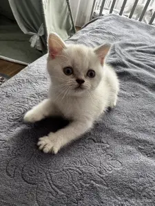 Котенок шотландский