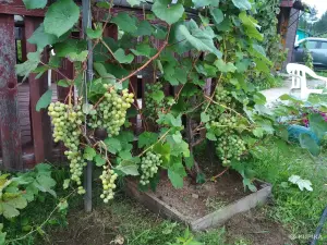 Саженцы винограда
