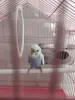 Волнистый попугай - Вся Беларусь - 247383 - Доска объявлений Kupika.by - Фото 2
