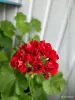 Герань розебудная RED RAMBLER - Вся Беларусь - 247873 - Доска объявлений Kupika.by