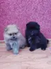 Щенки померанского шпица - Вся Беларусь - 249208 - Доска объявлений Kupika.by