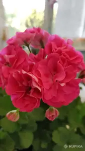 Герань шикарной окраски с цветоносом