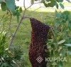 Пчелы, пчелопакеты - Пчелиные семьи, пчёла пакеты, пчелиные рои - Вся Беларусь - Фото 5 Пчелиные семьи, пчёла пакеты, пчелиные рои - Вся Беларусь - 250516 - Доска объявлений Kupika.by - Фото 5