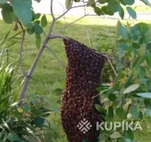 Пчелиные семьи, пчёла пакеты, пчелиные рои