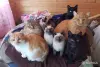 Котики очень срочно ищут дом - Вся Беларусь - 250486 - Доска объявлений Kupika.by